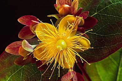 《地狱边境》设计师新作《COCOON》新介绍预告